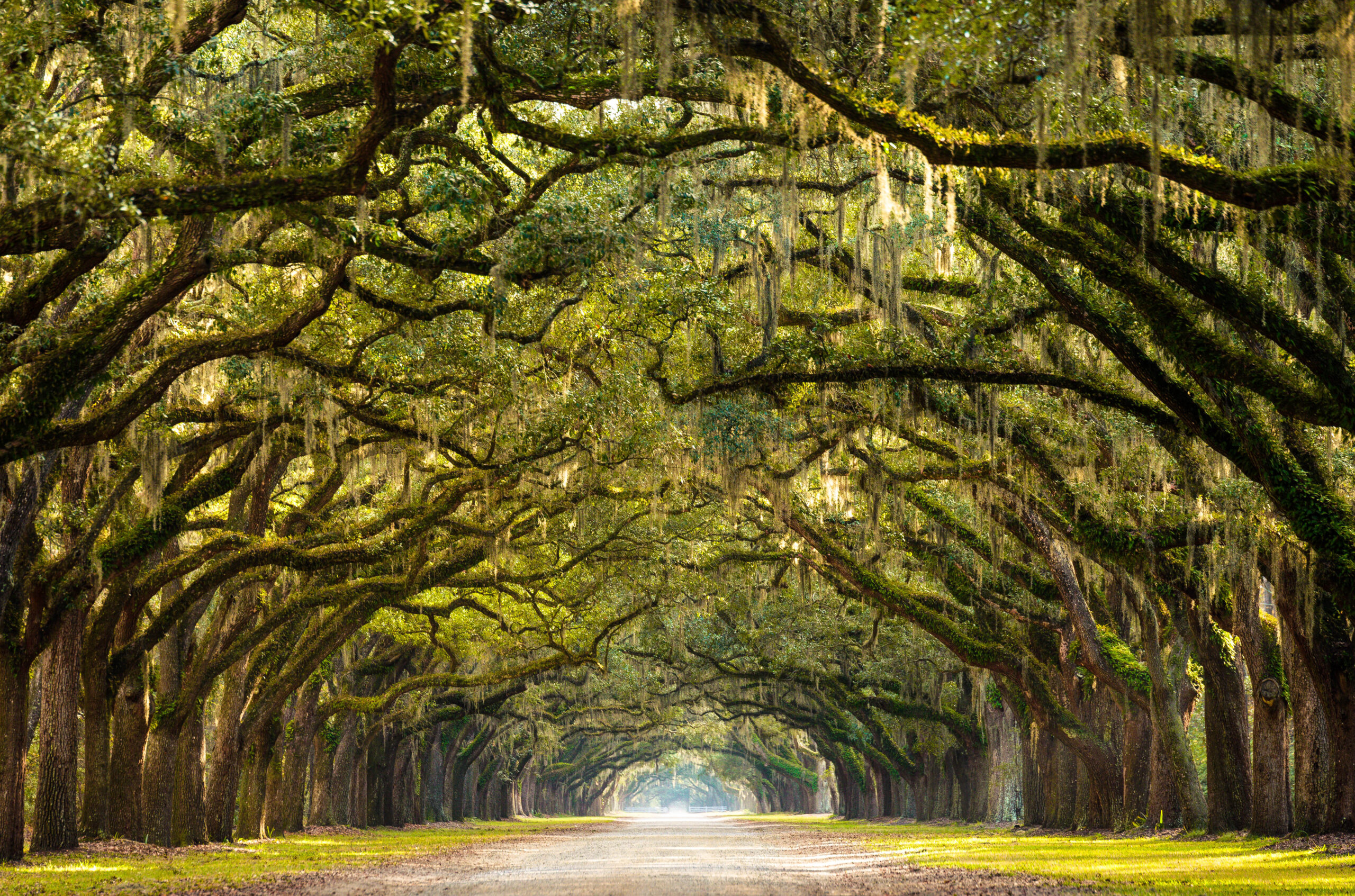 A,Stunning,,Long,Path,Lined,With,Ancient,Live,Oak,Trees